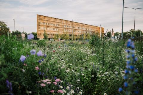 Elurikkuse niit Autor: Mana Kaasik