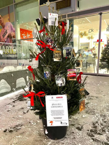 Kuusk Pärnu Keskuse ees (EVÜSe kodulehekülg)