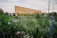 Elurikkuse niit Autor: Mana Kaasik